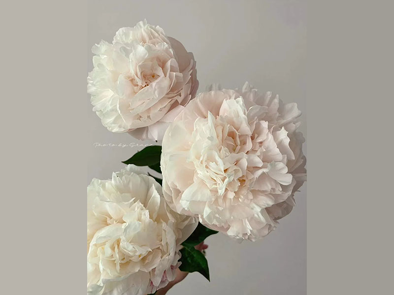 高級(jí)藝術(shù) 中早期 花徑極大 花味濃